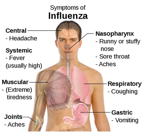 What is Influenza or Flu