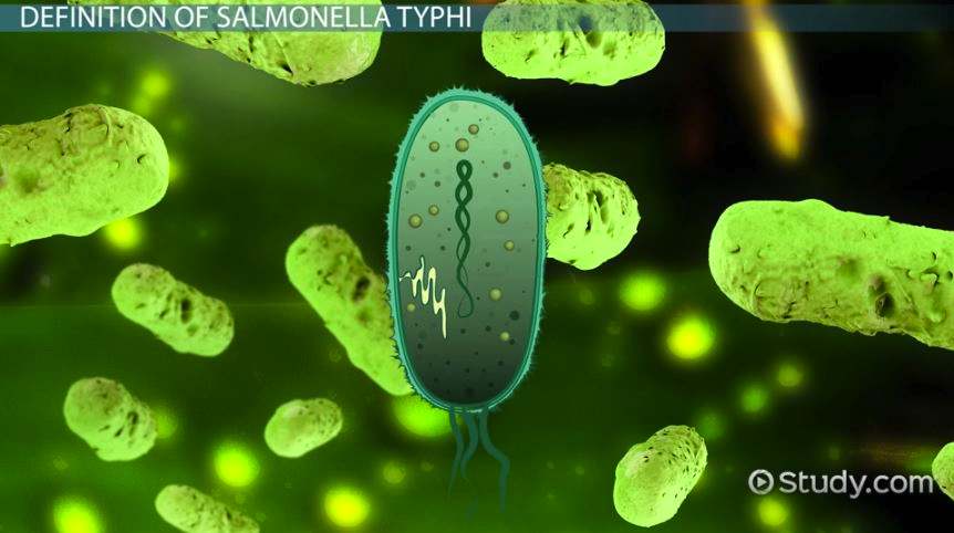 microscopic view of Salmonella Typhi bacterium