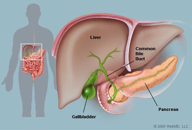 What is Gall Bladder